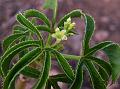 Glandular Jatropha
